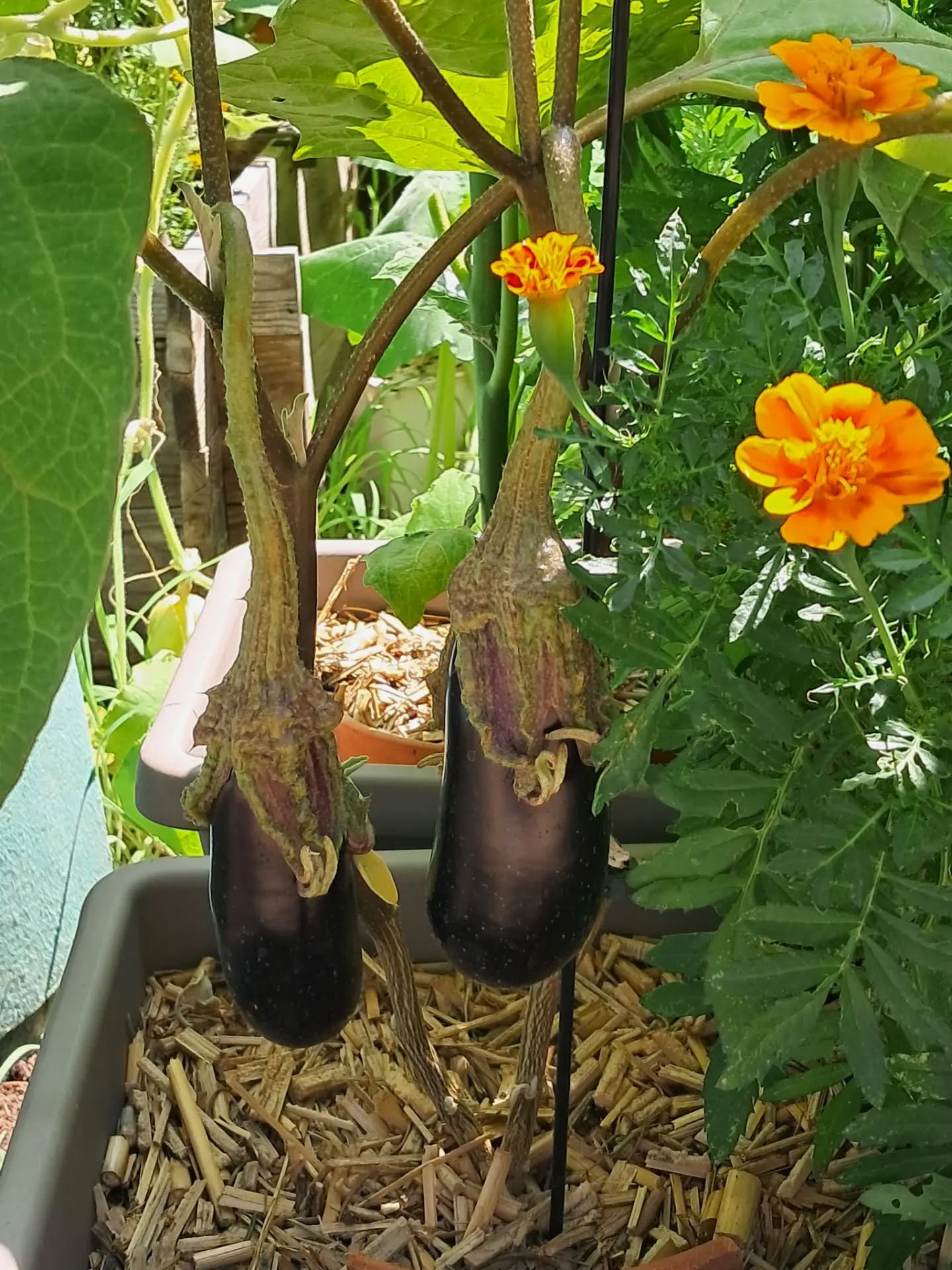 🍆 L’aubergine : un légume du soleil ! 🌞
📅 Plantez les jeunes plants entre mai et début juin, lorsque tout risque de gel est écarté et que la terre est bien réchauffée.
☀️ Choisissez un emplacement très ensoleillé, à l’abri du vent, dans un sol riche, léger et bien drainé.
💧 Arrosez au pied, sans mouiller le feuillage, de façon régulière, surtout pendant la floraison et la formation des fruits. Un paillage permet de conserver l’humidité et de limiter les arrosages.
🌼 Pourquoi planter des œillets d’Inde à côté ?
Ils apportent de la couleur au potager, attirent de nombreux insectes pollinisateurs et auxiliaires, et leur odeur peut contribuer à perturber certains ravageurs. Une excellente association pour un potager plus vivant !
🍆 Récoltez vos aubergines lorsqu’elles sont bien brillantes et fermes : elles seront plus tendres et plus savoureuses.
#GrainesDeVille #Aubergine #Potager #Jardinage #ConseilJardin