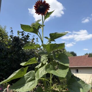 🌻 Le tournesol ‘Beauté d’Automne’ ! 🍂
☀️ Semez-le d’avril à juin en plein soleil, dans un sol riche et bien drainé.
💧 Arrosez régulièrement au début de sa croissance.
🐦 En fin de saison, laissez les fleurs monter en graines : elles feront le bonheur des oiseaux, notamment les chardonnerets et les mésanges.
#GrainesDeVille #BeautéDAutomne #Tournesol #Jardinage #Biodiversite