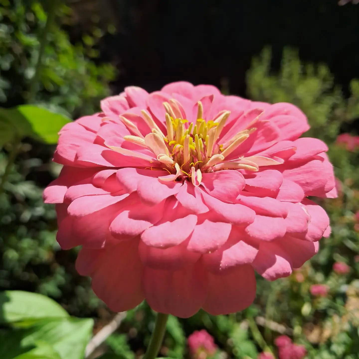 🌸 Le zinnia : une explosion de couleurs au jardin ! 🦋🐝
Facile à cultiver, le zinnia fleurit généreusement de l’été jusqu’aux premières gelées. Il apporte de la couleur aux massifs tout en attirant les pollinisateurs.
📅 Semez les graines d’avril à juin, lorsque tout risque de gel est passé.
☀️ En plein soleil, dans un sol léger, fertile et bien drainé.
💧 Arrosez régulièrement après le semis ou la plantation. Une fois bien installé, le zinnia résiste assez bien à la chaleur. Arrosez de préférence au pied pour éviter les maladies sur le feuillage.
🌼 Avec quelles plantes l’associer ?
✔️ Cosmos
✔️ Tournesols
✔️ Œillets d’Inde
✔️ Sauges
Ces associations créent un jardin coloré tout en favorisant la biodiversité.
✂️ Le petit plus : retirez les fleurs fanées au fur et à mesure pour stimuler l’apparition de nouvelles fleurs tout l’été.
#GrainesDeVille #Zinnia #Jardinage #ConseilJardin #Fleurs Biodiversité
