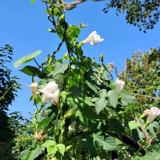 🌸 L’ipomée : une grimpante qui illumine le jardin ! 💚
Avec ses magnifiques fleurs en forme de trompette, l’ipomée habille rapidement un grillage, une pergola ou un treillage. Elle fleurit généreusement tout l’été et apporte une touche de couleur au jardin.
📅 Semez les graines d’avril à juin, après les dernières gelées. Pour favoriser la germination, faites-les tremper 24 heures dans l’eau avant le semis.
☀️ En plein soleil, dans un sol léger, fertile et bien drainé. Installez-la près d’un support sur lequel elle pourra grimper.
💧 Arrosez régulièrement les premières semaines. Ensuite, un arrosage en période de sécheresse suffit. Un paillage permettra de conserver l’humidité du sol.
🌼 Avec quelles plantes l’associer ?
✔️ Tournesols 🌻
✔️ Cosmos 🌸
✔️ Zinnias 🌺
✔️ Capucines
#GrainesDeVille #Ipomée #Volubilis #Jardinage #conseiljardin