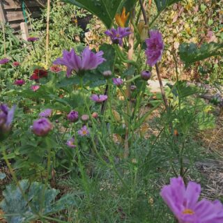 Jardin de la serre des fleurs 🥀 🍅🌿🌸