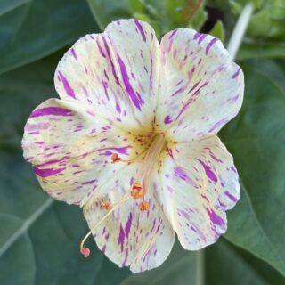 🌸 La Belle-de-nuit 🌛 Mirabilis jalapa

☀️ Exposition : soleil ou mi-ombre

🌱 Plantation : au printemps, en pleine terre ou en pot

🌸 Floraison : de juin aux premières gelées, surtout en fin de journée

💧 Arrosage : régulier par temps chaud, sans excès

✂️ Entretien : facile, retirer les fleurs fanées

❄️ Hiver : protéger la souche du gel

Une jolie fleur colorée et généreuse, parfaite pour égayer le jardin 🌿💗

#GrainesDeVille #BelleDeNuit #Jardinage #Fleurs #LePlessisRobinson