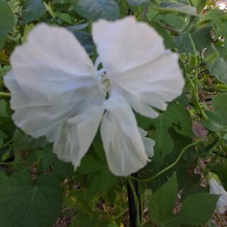 Petit échantillon d' Ipomées 🌺