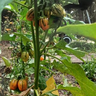 Aubergines, Zinnias, Piments, Courgettes et Tournesols "Beauté d'automne "🍆🌸🌶🥒🌻