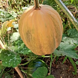 Ce matin, petite visite d'un jardin adhérent🤩