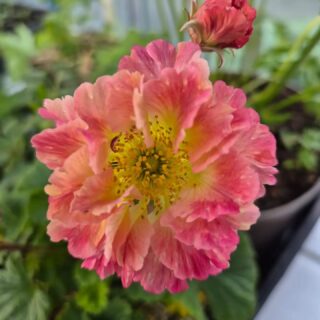 Les 🌺🌼🥀 du jardin de Lina 🥰