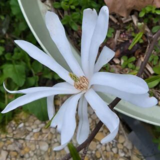 Les 🌺 des jardins des adhérents 😉