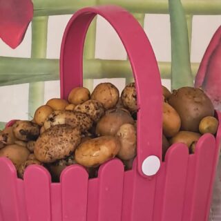 Petite, toute petite récolte de pommes de terre 🥔 🤣 🥔🤣