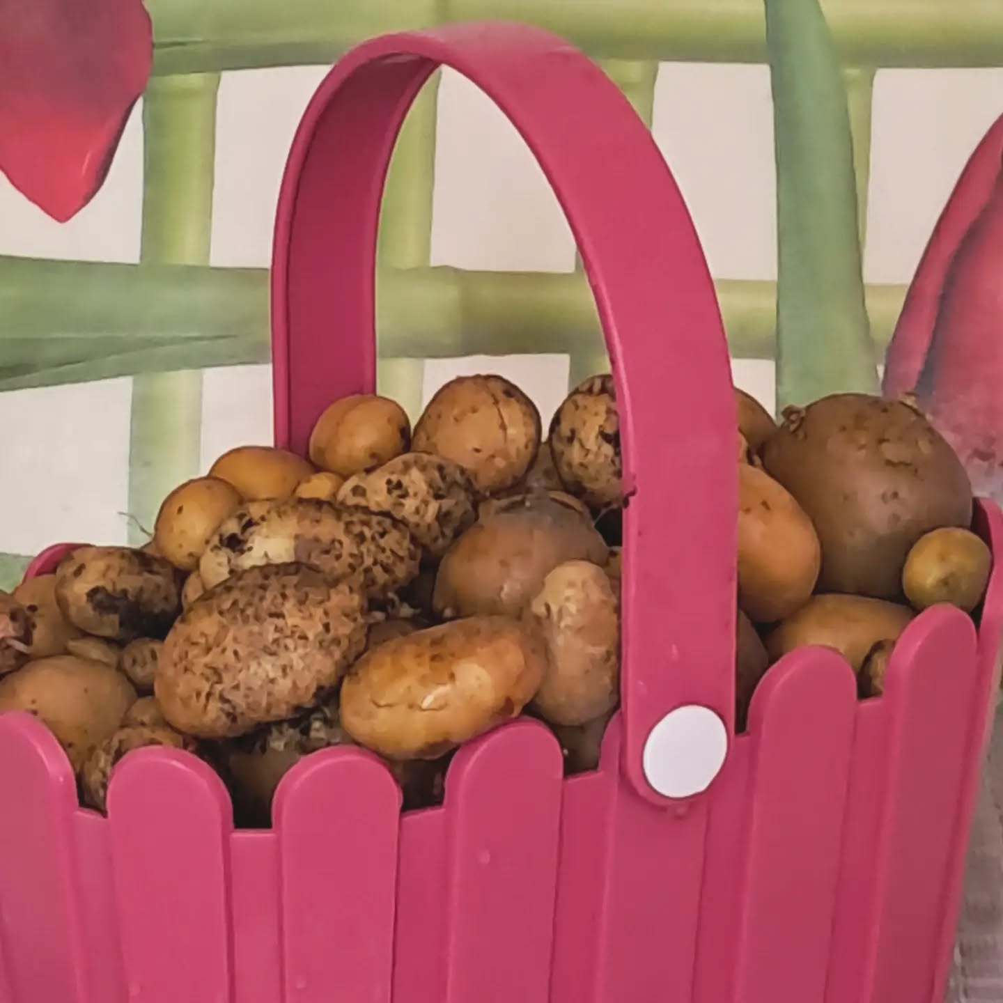 Petite, toute petite récolte de pommes de terre 🥔 🤣 🥔🤣