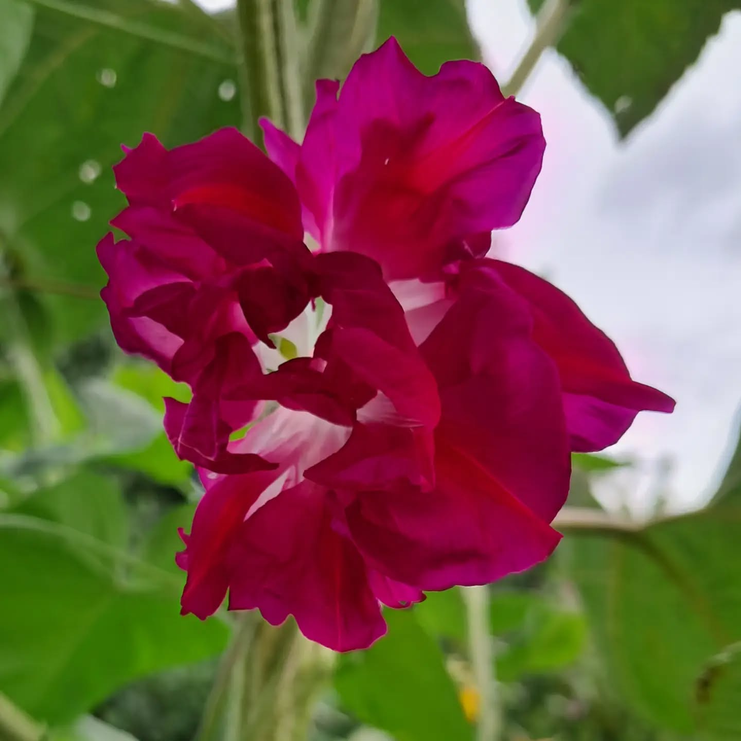 Ipomée de septembre 🥰