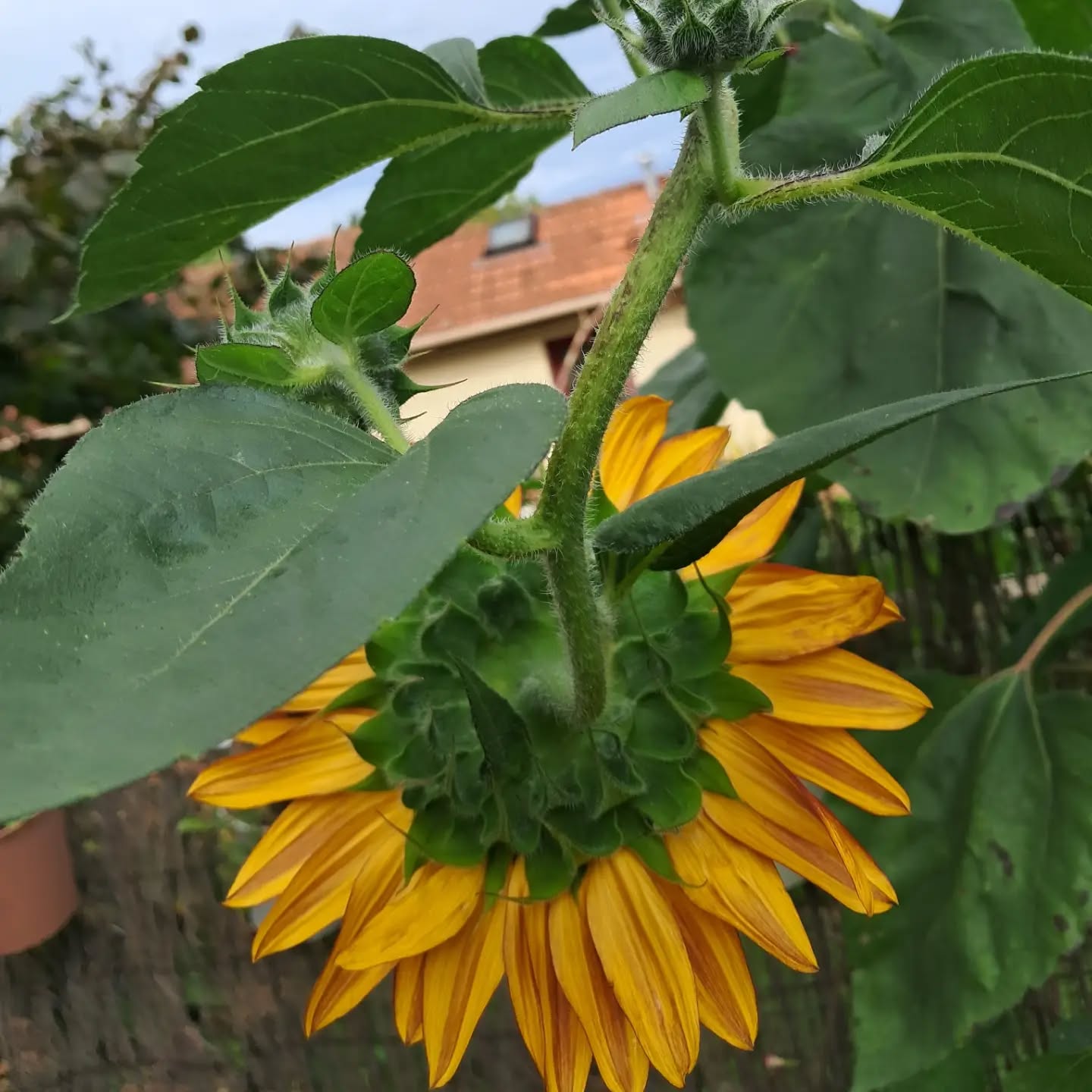 Tournesols 🌻